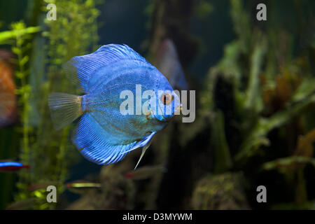Un'immagine ravvicinata di un bel blu Diamond Discus Pesci Foto Stock