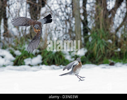 Coppia di cesene, Turdus pilaris, in lotta per il cibo, nella neve. L'inverno. Regno Unito Foto Stock