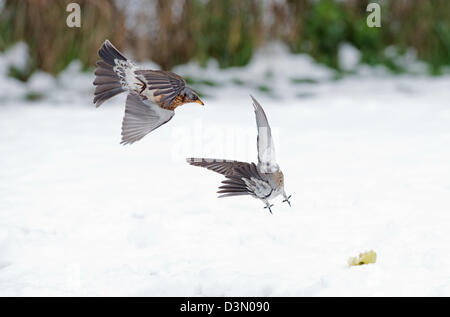 Coppia di cesene, Turdus pilaris, in lotta per il cibo, nella neve. L'inverno. Regno Unito Foto Stock