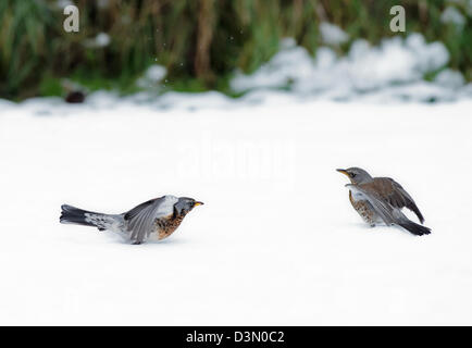 Coppia di cesene, Turdus pilaris, in lotta per il cibo, nella neve. L'inverno. Regno Unito Foto Stock