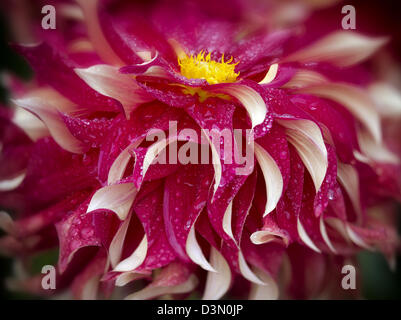 Dahlia (Bodacious) close up. Oregon Foto Stock