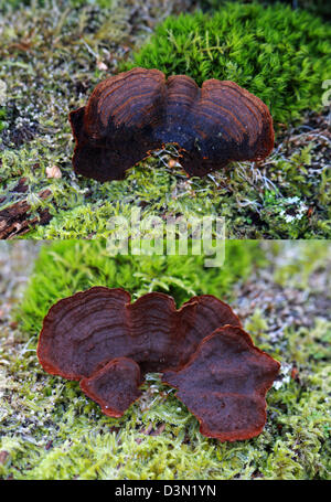 La tendina di quercia Crosta, Hymenochaete rubiginosa, Hymenochaetaceae. Staffa funghi che crescono sui morti Vecchia Quercia. Lato superiore e lato inferiore. Foto Stock