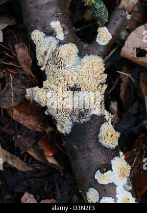 Crosta dentata, Basidioradulum radula (Syn. Hyphoderma radula), Schizoporaceae. Coppia Resupinate fungo. Foto Stock