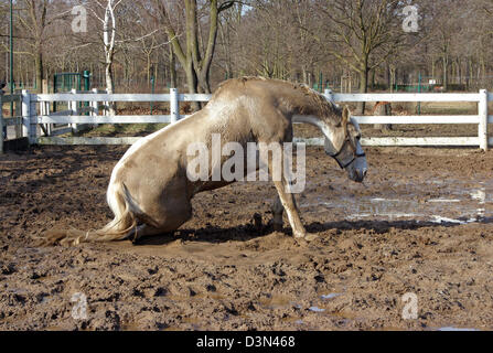 Magdeburg, Germania, il cavallo è stato il rotolamento nel fango Foto Stock