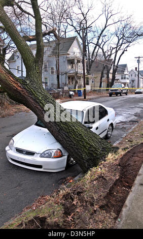 Un grande albero soffiato su di un auto durante una tempesta di vento in New Haven CT STATI UNITI D'AMERICA Foto Stock