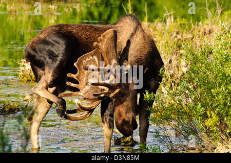 Bull alci in una palude, Grand Tetons NP, Wyoming Foto Stock