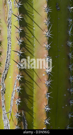 Cactus sfondo testurizzata Foto Stock