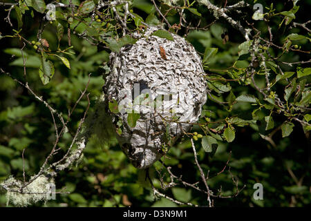 Vespaio appeso a un albero lungo il fiume a Thornton Creek, Ucluelet ,l'isola di Vancouver, BC nel mese di settembre Foto Stock