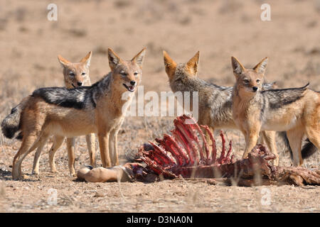 Nero-backed sciacalli (Canis mesomelas), stando ai piedi di una carcassa, avviso Kgalagadi Parco transfrontaliero, Northern Cape, Sud Africa e Africa Foto Stock