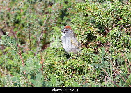 Towhee dalla coda verde che perching in Juniper uccelli songbird songbirds towhees Ornithology Science Nature Wildlife Environment Foto Stock