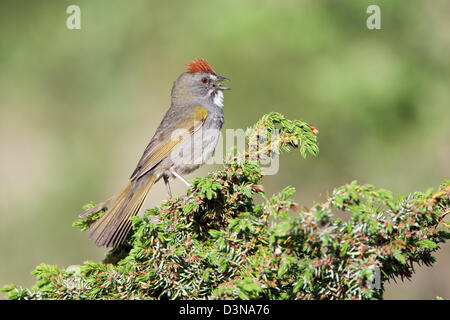 Towhee dalla coda verde che perching in Juniper uccelli songbird songbirds towhees Ornithology Science Nature Wildlife Environment Foto Stock