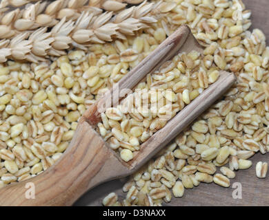 Cucchiaio di legno riempita di grani di grano su grano dispersi Foto Stock