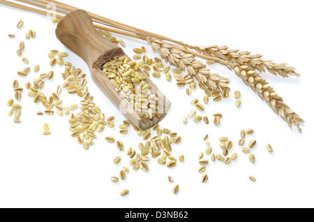 Cucchiaio di legno riempita con grano su sfondo bianco accompagnato da spighe di grano Foto Stock