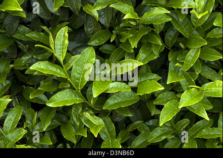 Nuovo e fresco di foglie di tè verde su una bussola che cresce a una piantagione in Makinohara chabatake campi di tè della Prefettura di Shizuoka, Giappone Foto Stock