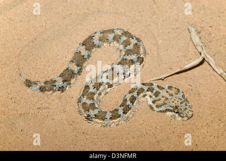 Cornuto Desert Viper (Cerastes cerastes) hidinng nella sabbia Foto Stock