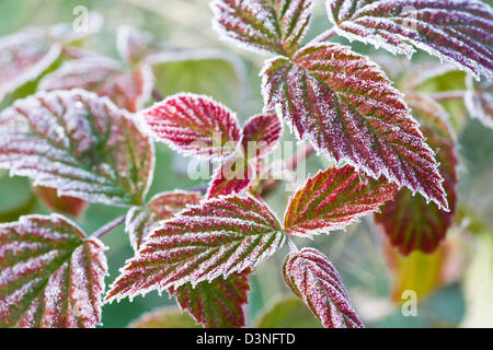 Multi-colore di foglie di autunno ricoperta di brina Foto Stock