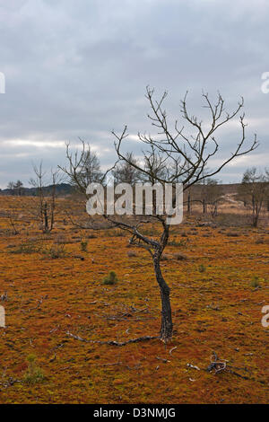 Resti di un albero bruciato su Frensham comune in Surrey Foto Stock