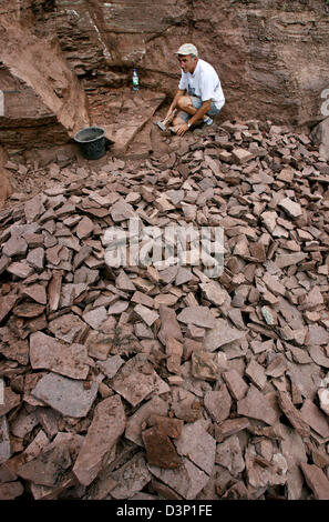 Paleontologo Thomas Martens, curatore per la geologia a Gothaer museo della natura, ricerca di dinosauro rimane a 300 milioni di euro l'anno vecchio luogo di reperti fossili 'Bromacker' vicino Tambach-Dietharz, Germania, giovedì 27 luglio 2006. "Bromacker' è il più importante luogo di fossili di dinosauri scoperte al di fuori degli Stati Uniti e quello più rilevante per il Permiano periodo (299 fino a 270 milli Foto Stock