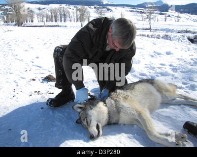 Noi di Fish & Wildlife Refuge Manager Steve Kallin pone un radio collare di tracking su un yearling femmina lupo grigio presso il National Elk Refuge Febbraio 15, 2013 in Wyoming. I collari sono usate per monitorare le dimensioni della confezione e la posizione nel rifugio. Foto Stock