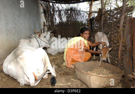 (Dpa) file - una giovane ragazza colpi un po' di vitello mentre due mucche giacciono a terra in una stalla in un remoto villaggio di Chandrapur, India, 02 luglio 2006. Foto: Wolfgang Langenstrassen Foto Stock