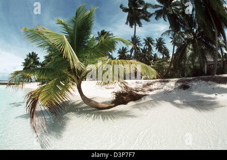 (Dpa - file) - l'immagine non datata mostra una spiaggia di sabbia bianca con una inclinazione Palm tree di Korumba, Maldive. Del 2000 isole facenti parte dell'arcipelago solo 200 sono abitate e 87 sono utilizzati esclusivamente come isole turistiche. Foto: Horst Kipper Foto Stock