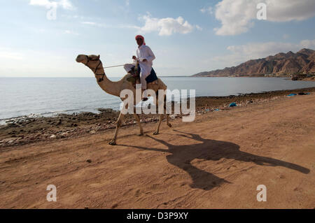 Cammello Dromedario o cammello arabo (Camelus dromedarius), Dahab, Egitto, Africa Foto Stock