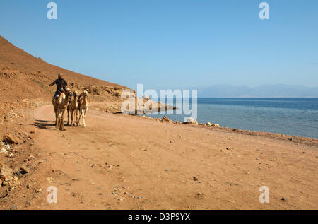 Cammello Dromedario o cammello arabo (Camelus dromedarius), Dahab, Egitto, Africa Foto Stock