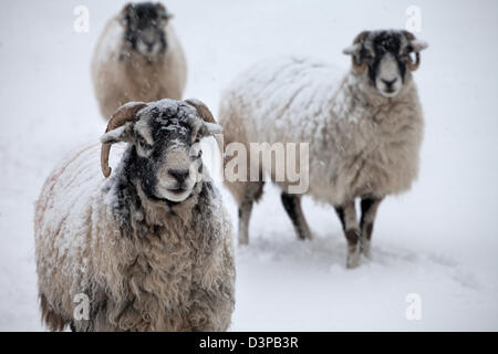 Tre Herdwick pecore in un campo nevoso, Lake District inglese, Cumbria Foto Stock