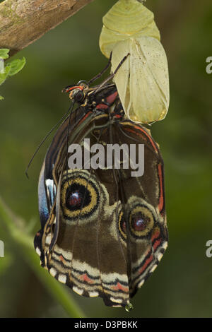 Blue morfo (Morpho peleides) , la foresta pluviale tropicale, Costa Rica , adulti sono emerse di recente da crisalide, sequenza(20D23) Foto Stock