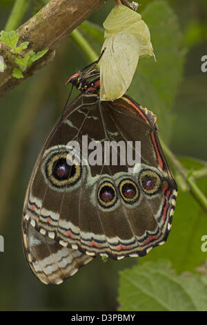 Blue morfo (Morpho peleides) , la foresta pluviale tropicale, Costa Rica , adulti sono emerse di recente da crisalide, sequenza(21D23) Foto Stock