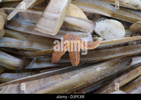 Strandline Flotsam, comune Starfish (Asterias rubens) e gusci di rasoio Foto Stock