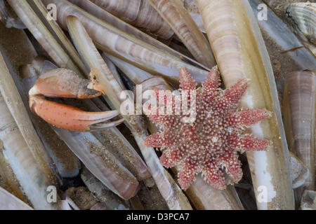 Strandline Flotsam, comune Sun Star(Crossaster papposus) e gusci di rasoio Foto Stock