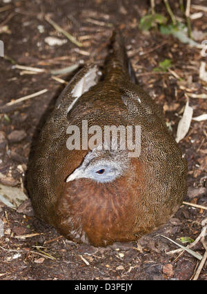 Grande Argus /: la malese grande Argus Fagiano (argusianus argus) Foto Stock