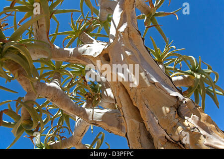 Faretra albero / Kocurboom (Aloe dichotoma) al Fish River Canyon, Namibia, Sud Africa Foto Stock