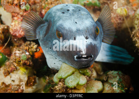 Questo black spotted puffer, Arothron nigropunctatus, è appoggiato su di una scogliera al largo dell'isola di Bali, Indonesia. Foto Stock