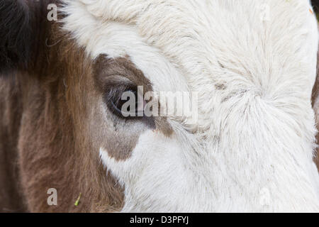 Carni bovine il pascolo di bestiame Scotland Regno Unito Foto Stock