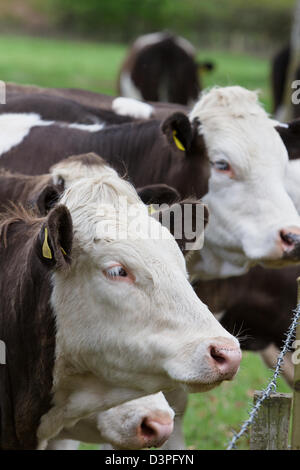 Carni bovine il pascolo di bestiame del Regno Unito Scozia.(scozzese bovini shorthorn) Foto Stock