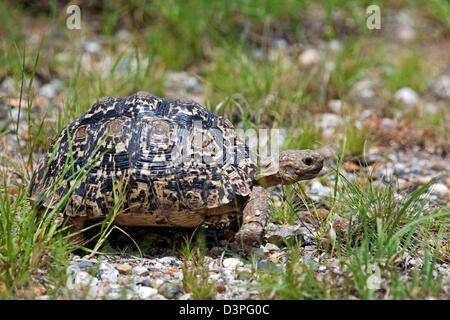 Leopard tartaruga (Stigmochelys pardalis) nel Parco Nazionale di Etosha, Namibia, Sud Africa Foto Stock