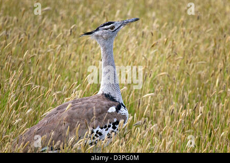 Close-up di Kori Bustard (Ardeotis kori) sulla savana, il Parco Nazionale di Etosha, Namibia, Sud Africa Foto Stock