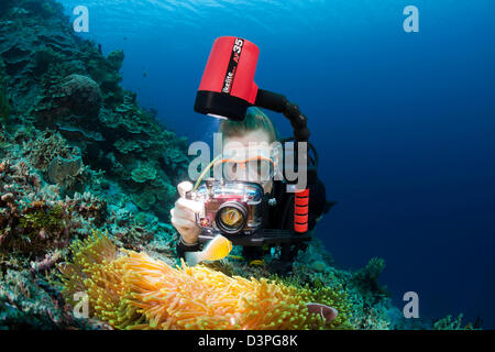 Un subacqueo (MR) linee fino la sua fotocamera su un comune, anemonefish Amphiprion perideraion, e loro anemone. Wakatobi., Indonesia. Foto Stock