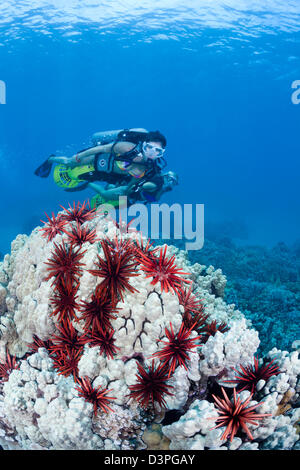 Due subacquei femmina (MR) su scooter subacqueo cruise su una testa di corallo, condito con matite di ardesia ricci di mare off Maui, Hawaii. Foto Stock