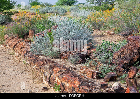 Albero pietrificato nella foresta pietrificata situato in un alveo secco tra Khorixas e Twyfelfontein, Namibia, Sud Africa Foto Stock