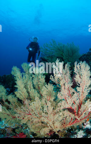 Diver (MR) con gorgonia fan corallo, di Tubbataha Reef, Filippine. Foto Stock