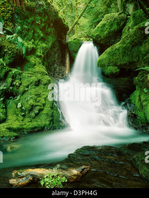 Le piccole cascate in Willamette National Forest, Oregon Foto Stock