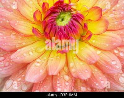 Dahlia (Gabrielle Marie) close up. Oregon Foto Stock