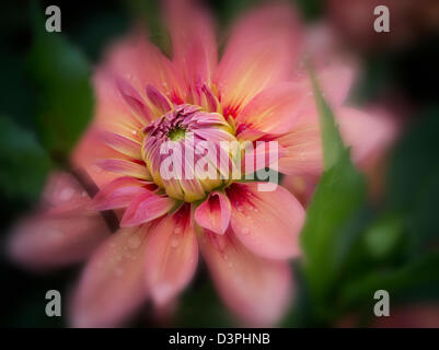 Dahlia (Nicholas) close up. Oregon Foto Stock