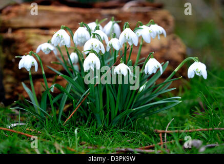 Snowdrops mark primi segni di primavera di solito ma qualcuno dovrebbe dire al meteo come feeze continua e più neve vera è previsione20/02/2013 Foto Stock