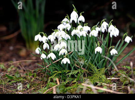 Snowdrops mark primi segni di primavera di solito ma qualcuno dovrebbe dire al meteo come feeze continua e più neve vera è previsione20/02/2013 Foto Stock