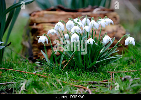 Snowdrops mark primi segni di primavera di solito ma qualcuno dovrebbe dire al meteo come feeze continua e più neve vera è previsione20/02/2013 Foto Stock