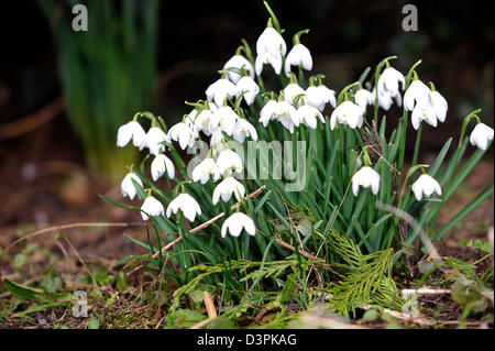 Snowdrops mark primi segni di primavera di solito ma qualcuno dovrebbe dire al meteo come feeze continua e più neve vera è previsione20/02/2013 Foto Stock